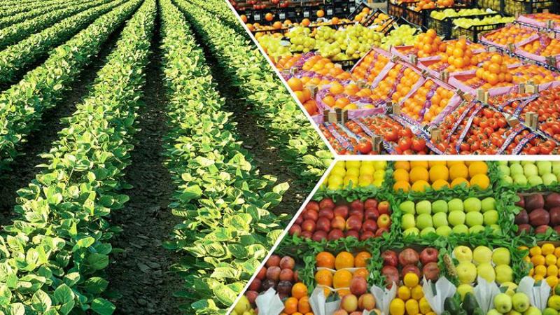 الموافقة على طلب وزارة الزراعة بإقامة 100 مشروع في المحافظات
