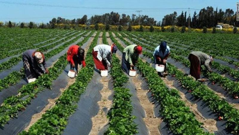 1.1 مليار دولار.. قيمة تمويل «إيفاد» لمشروعات التنمية الزراعية في مصر