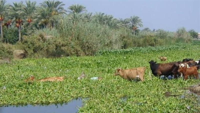 الري: إطلاق مبادرة لإعادة تدوير ورد النيل إلى منتجات ومشغولات يدوية