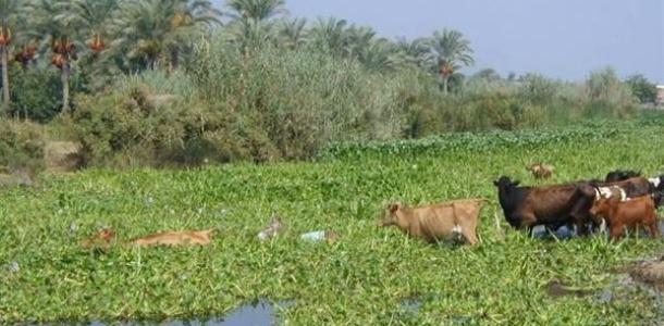 الري: إطلاق مبادرة لإعادة تدوير ورد النيل إلى منتجات ومشغولات يدوية