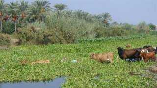 الري: إطلاق مبادرة لإعادة تدوير ورد النيل إلى منتجات ومشغولات يدوية