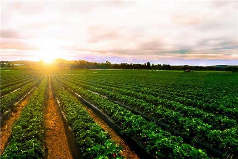 الرئيس السيسي يتابع الموقف التنفيذي للمشروع القومي للإنتاج الزراعي في الدلتا الجديدة