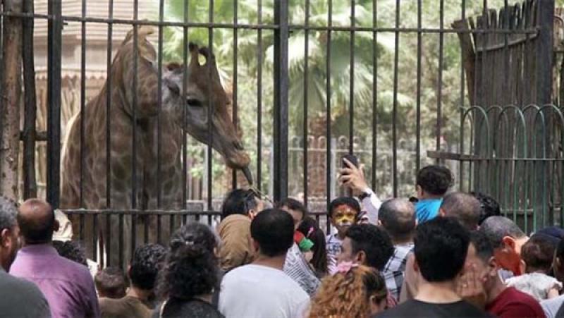 «العيد أحلي» في حديقة الحيوان.. 300 ألف زائر في 3 آيام
