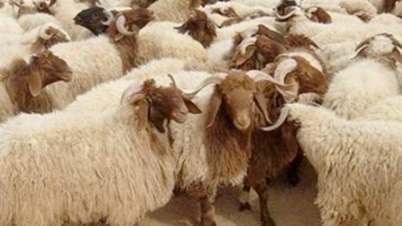 «الإفتاء» توضح حكم التصدق بثمن الأضحية بدلا عن الذبح
