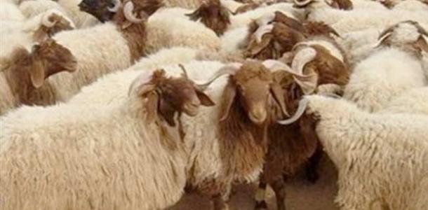 «الإفتاء» توضح حكم التصدق بثمن الأضحية بدلا عن الذبح