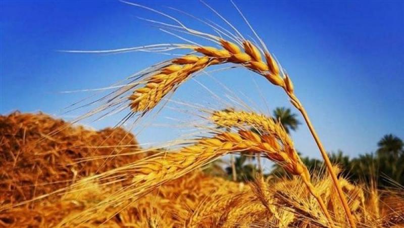 وزير التموين: رصيد القمح يكفى حتى 3.4 شهر.. والسكر لأكثر من 14 شهرا