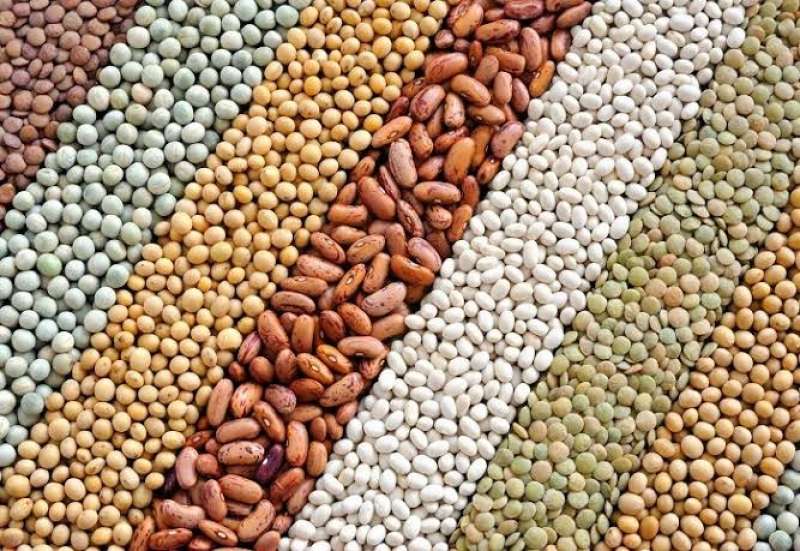 العدس بـ44 جنيه والفول بـ32.. أسعار البقوليات اليوم السبت