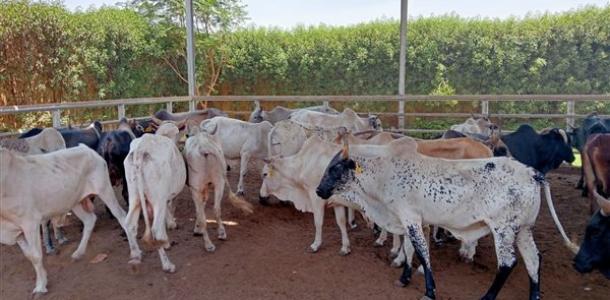مصر تستقبل أكثر من 25 ألف رأس ماشية لضخها بالمنافذ بسعر 195 جنيها للكيلو