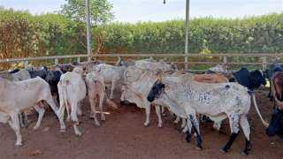 مصر تستقبل أكثر من 25 ألف رأس ماشية لضخها بالمنافذ بسعر 195 جنيها للكيلو