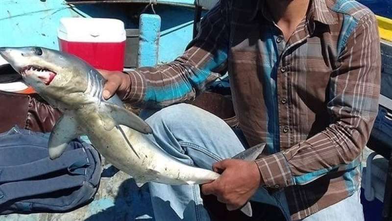 حقيقة ظهور سمكة قرش في منطقة المكس بالإسكندرية