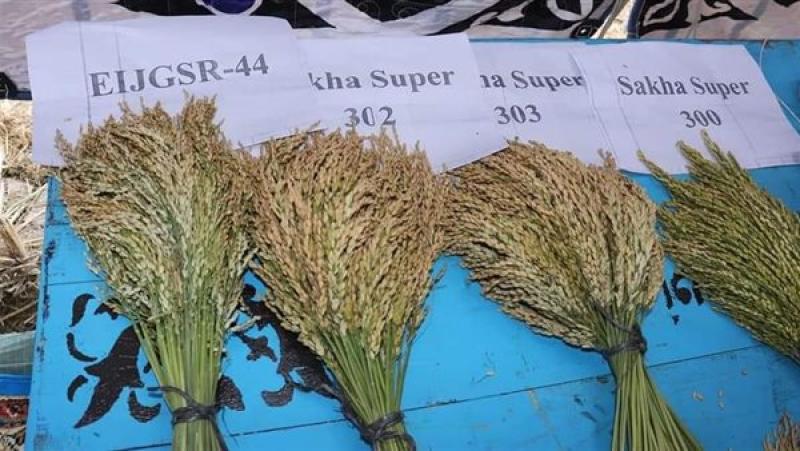 أصناف عملاقة.. وزارة الزراعة تنظم يوم حصاد الأرز السوبر