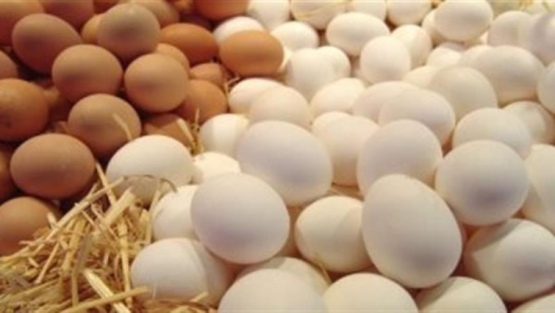 «طبق البيض بـ130 جنيهًا».. وزارة الزراعة تطلق سلسلة منافذ متحركة لمواجهة الغلاء