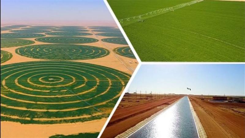 توشكى الخير.. جنة مصر خضراء التي حولت 100 ألف فدان من الصحراء للزراعة