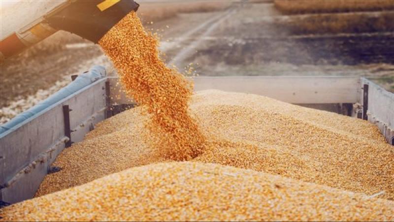 مصر تستقبل شحنة جديدة من القمح على متن سفينة قادمة من أوكرانيا