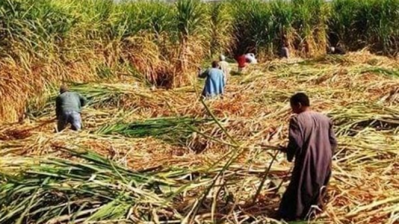 توجيه عاجل من الزراعة بشأن زراعة القصب وزيادة إنتاج السكر