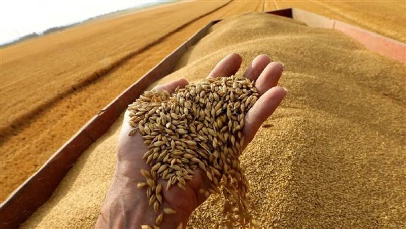 «السلع التموينية» تعلن عن ممارسة لاستيراد القمح من جميع المناشئ المدرجة