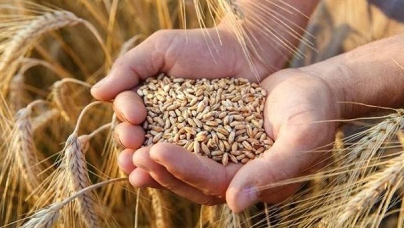صناعة الحبوب: الحكومة رفعت سعر توريد القمح المحلي 1000 جنيه مقارنة بالمستورد