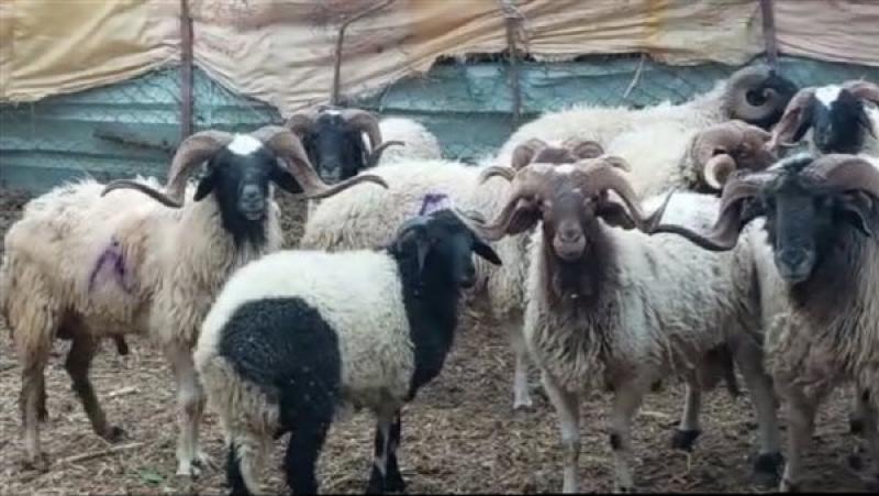 نصائح من وزارة الزراعة يجب معرفتها قبل شراء خروف العيد