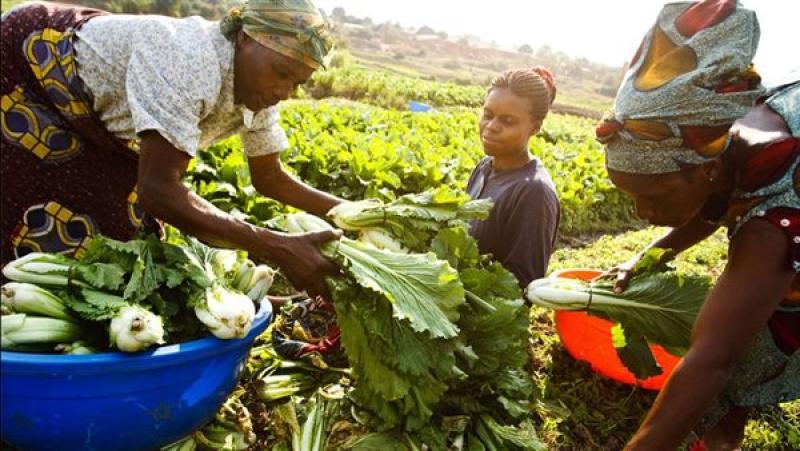 مصر تؤكد دعم قطاع الزراعة الإفريقي لتحقيق الأمن الغذائي لشعوب القارة