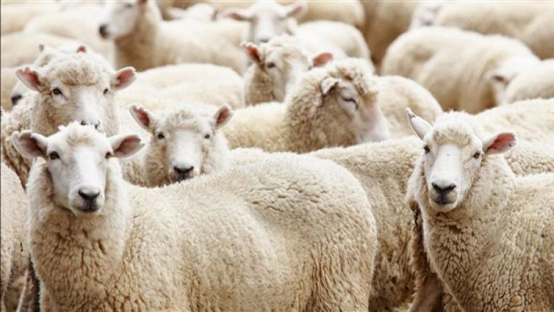 «لو ناوي تضحي».. آداب وكيفية توزيع الأضحية