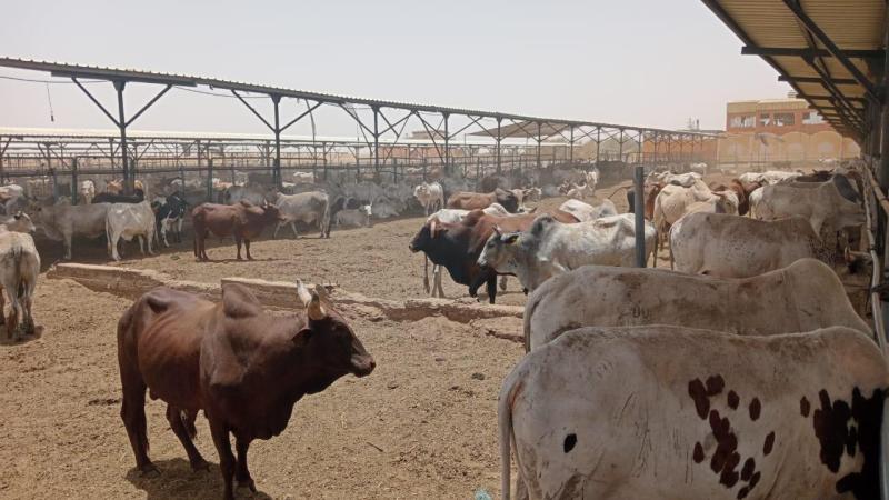 مصر تتعاقد علي 20 ألف رأس ماشية لضخها  بالمجمعات الاستهلاكية