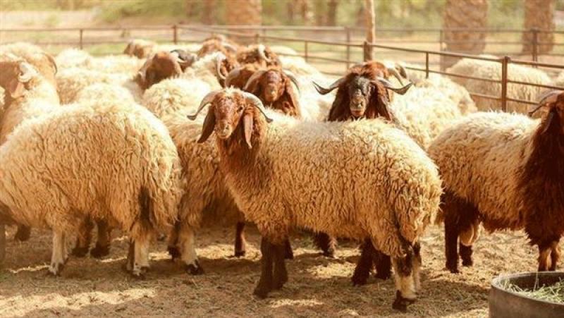 خطة الزراعة لاستقبال عيد الأضحى وتوفير الأضاحي بأسعار مخفضة