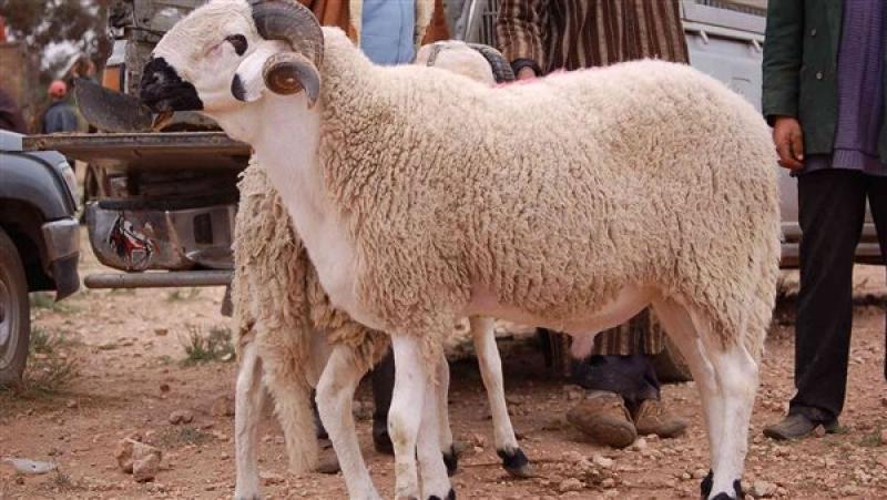 هل يجوز الاقتراض لشراء الأضحية؟.. الإفتاء تحسم الجدل