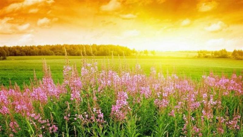 بعد ارتفاع درجات الحرارة.. متى يبدأ فصل الصيف 2025 رسميًا؟