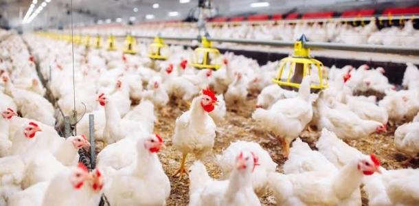 الحكومة تطمئن المواطنين: «الوضع الوبائي في سوق الدواجن مستقر.. وهذه الرسائل للمربين»