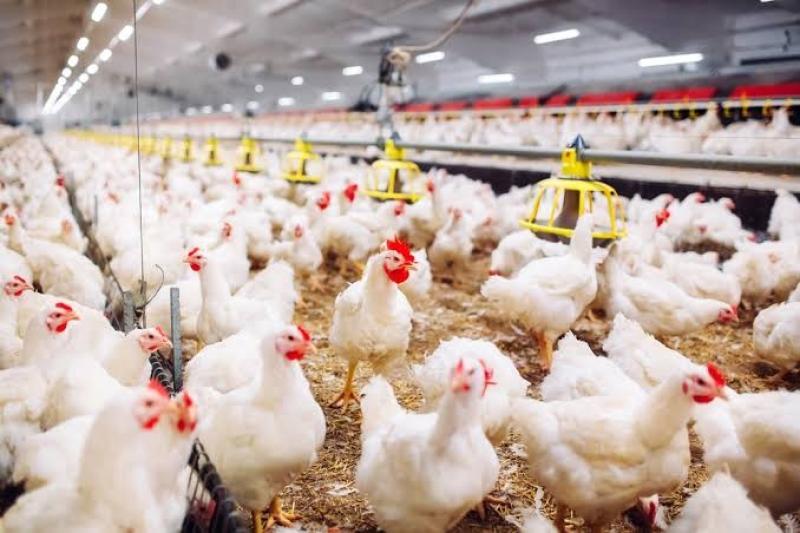 أسعار الدواجن اليوم الأربعاء بالسوق.. كيلو الفرخة البيضاء يبدأ من 80 جنيه