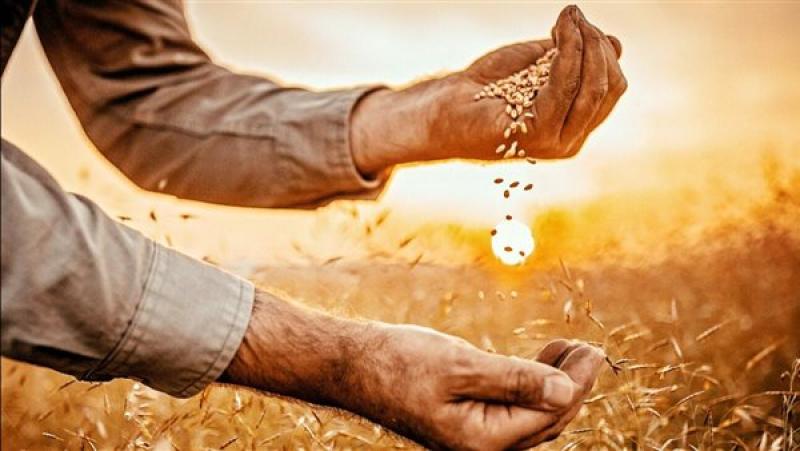 الزراعة تعلن بدء موسم حصاد وتوريد القمح المحلي.. 2500 جنيه للإردب والمستحقات خلال 48 ساعة