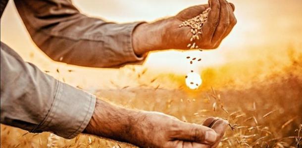 متحدث الزراعة: أصناف القمح الجديدة رفعت ثقة المزارعين وزادت المساحات المنزرعة