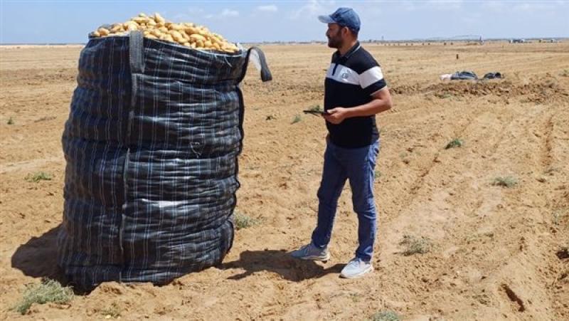 «الزراعة»: فحص أكثر من مليون طن بطاطس مُعدة للتصدير إلى الخارج