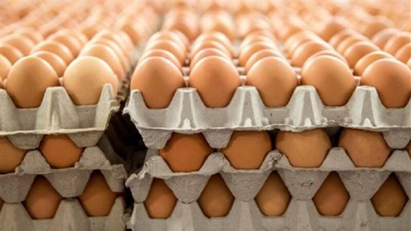 رئيس شعبة البيض: من 350 ألف إلى 900 ألف طبق يوميًا.. ومتوسط السعر 120 جنيهًا