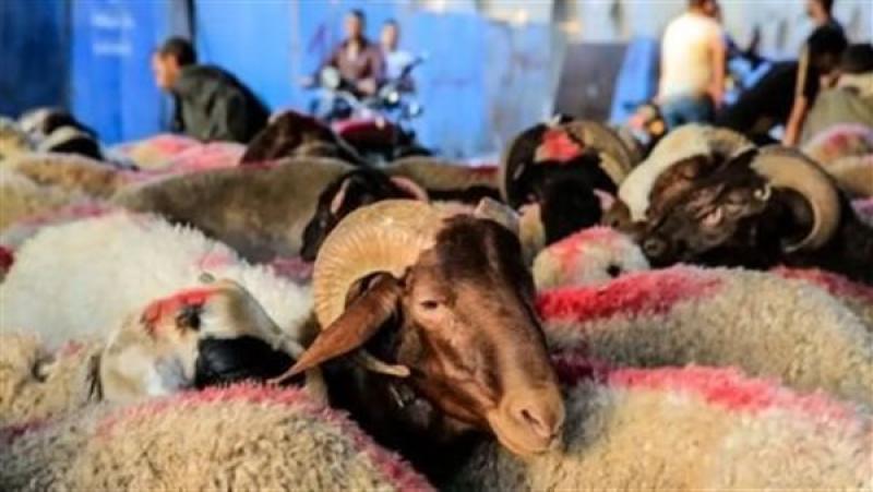 قائمة أسعار الأضاحي في شوادر وزارة التموين مع اقتراب عيد الأضحي