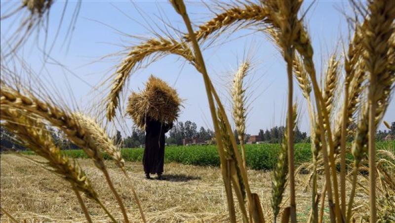 موسم القمح.. الانتهاء من حصاد 3.1 مليون فدان بنسبة 98% من الأراضي
