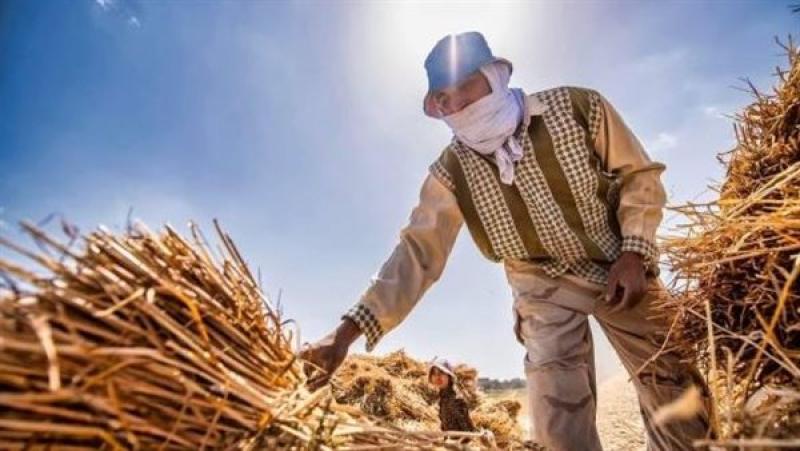 «هدفنا خفض فاتورة الاستيراد».. إجمالي كميات القمح بموسم الحصاد والتوريد للصوامح والشون