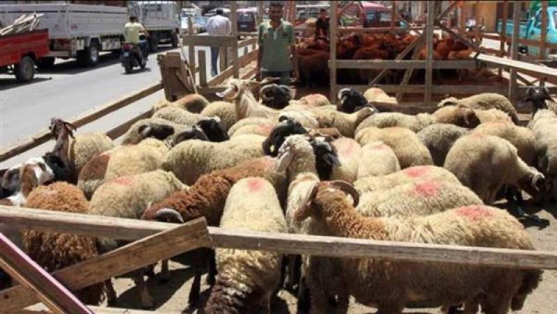 بأمر الحكومة.. حملات مكثفة على شوادر وأماكن بيع الأضاحي قبل العيد
