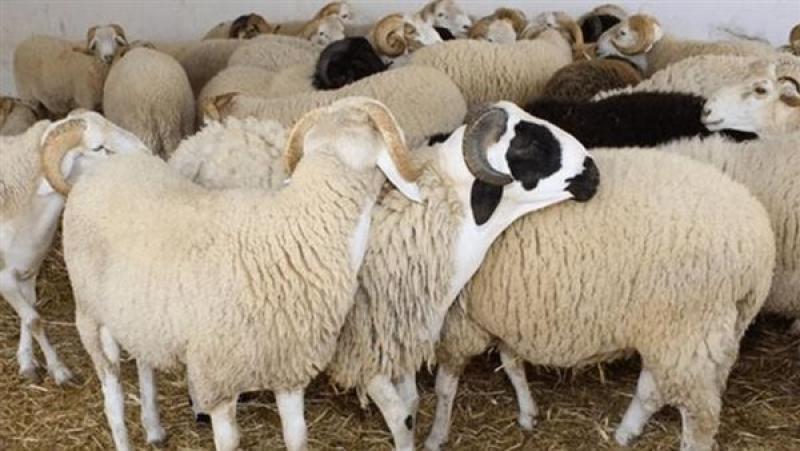 احجز أضحيتك الآن.. قائمة أسعار الأضاحي 2026 في 3 جمعيات