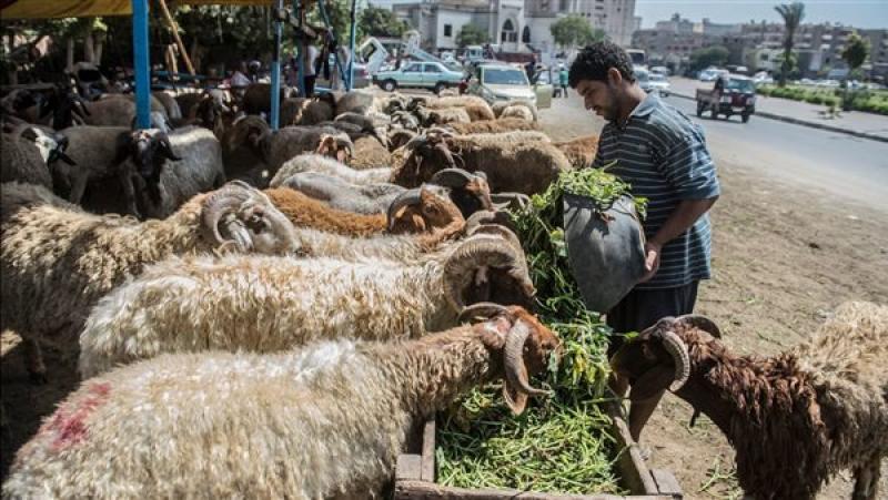 شروط الأضحية .. 11 نصيحة لشراء خروف عيد الأضحى