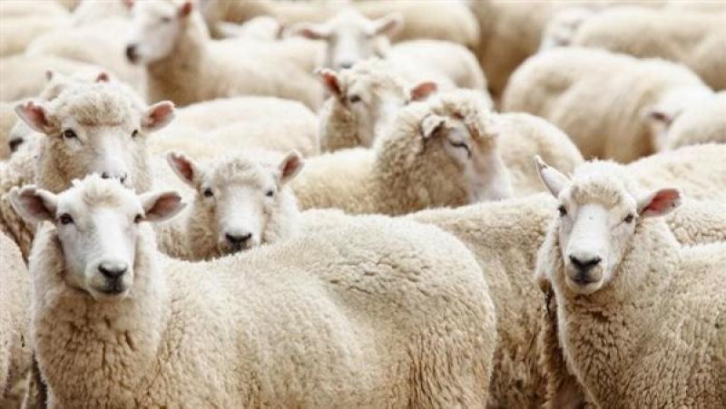 «آخر موعد للذبح».. هل يجوز عدم توزيع الأضحية؟