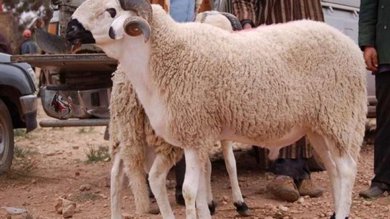 هل يمكن الجمع بين الأضحية والعقيقة في ذبيحة واحدة؟ الإفتاء توضح