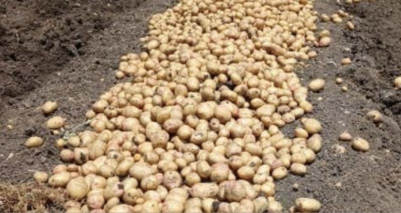 البصل والثوم والبطاطس والعنب.. وزير الزراعة يدعو الفلبين لفتح أسواقها أمام الصادرات المصرية