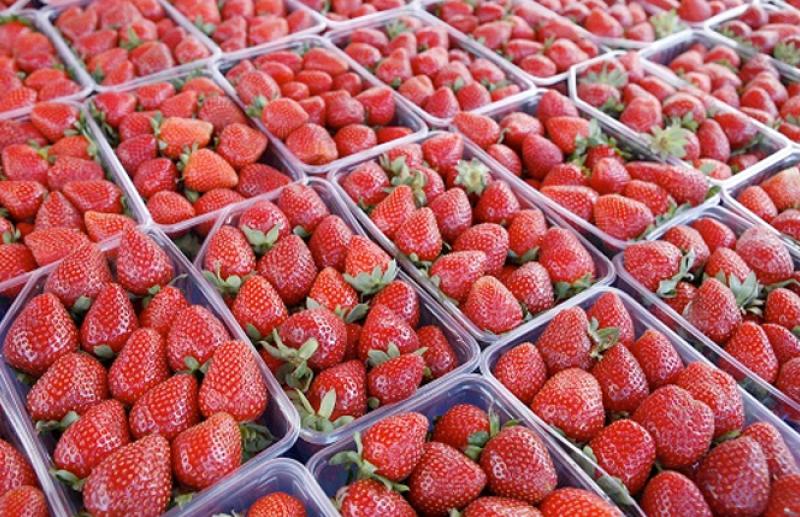 الزراعة تعلن فتح السوق الأوزبكي أمام صادرات مصر من الفراولة الطازجة