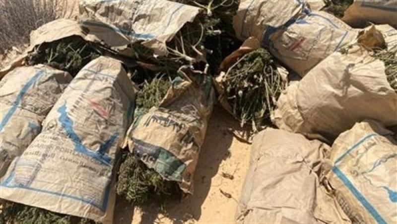 «قيمتها 795 مليون جنيه».. ضبط كميات كبيرة من المخدرات في مزرعة بالإسماعيلية