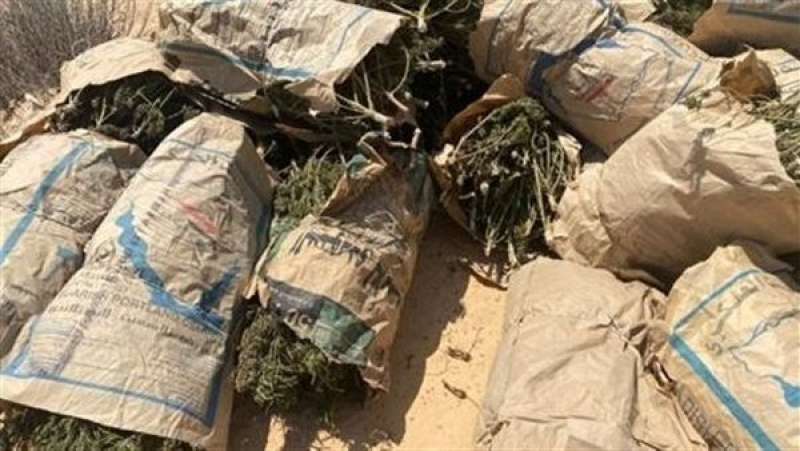 «قيمتها 795 مليون جنيه».. ضبط كميات كبيرة من المخدرات في مزرعة بالإسماعيلية