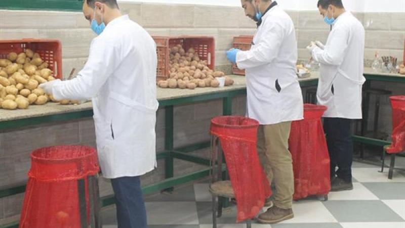 «الزراعة» تنتهي من فحص تقاوي بطاطس العروة الشتوية التصديرية