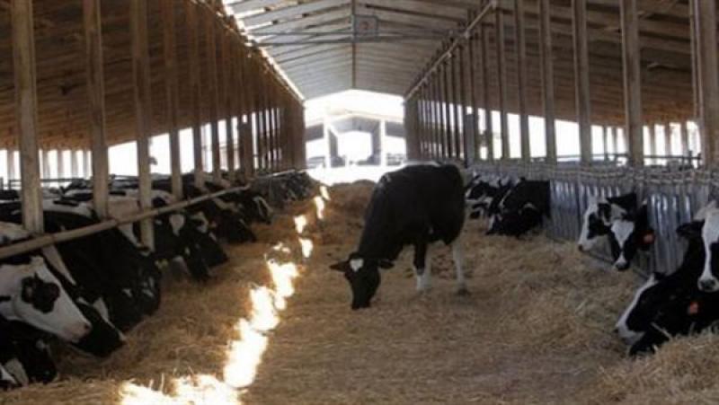 «فيديو باكستاني ووقائع قديمة».. الحكومة تكشف حقيقة نفوق الماشية لإصابتها بالحمى القلاعية