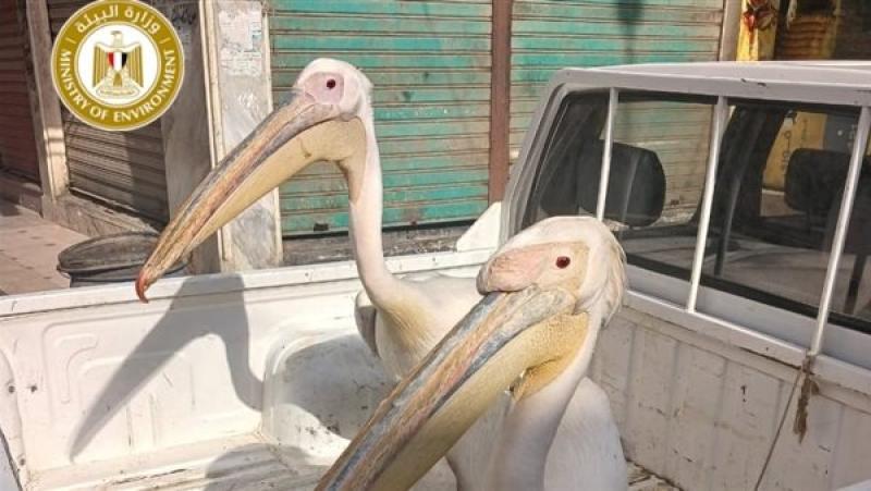 حملة عاجلة لـ«البيئة» لضبط ومصادرة طيور البجع المخالِفة بطريق السخنة.. صور