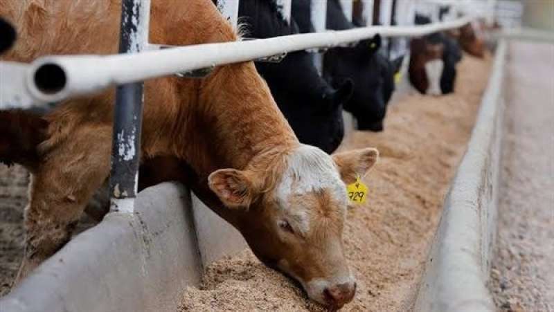 «الزراعة»: المشروع القومي لإحياء البتلو حقق طفرة في إنتاج مصر من اللحوم والألبان